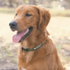 Mason Waterproof Dog Collar